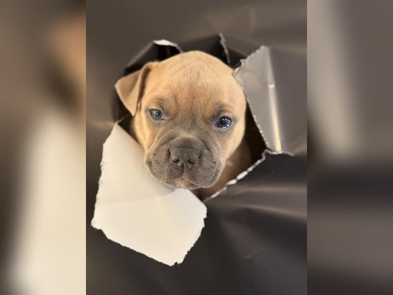 OEB x American Bully Welpen