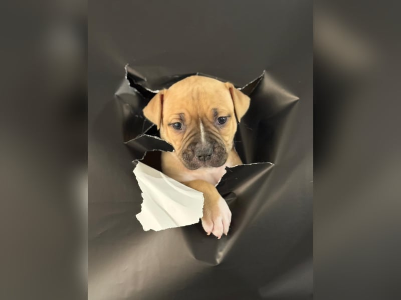 OEB x American Bully Welpen