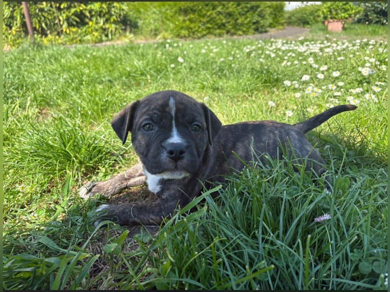 XL Bully Mischlingswelpen