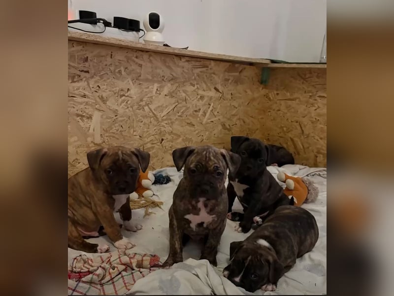 XL Bully Mischlingswelpen