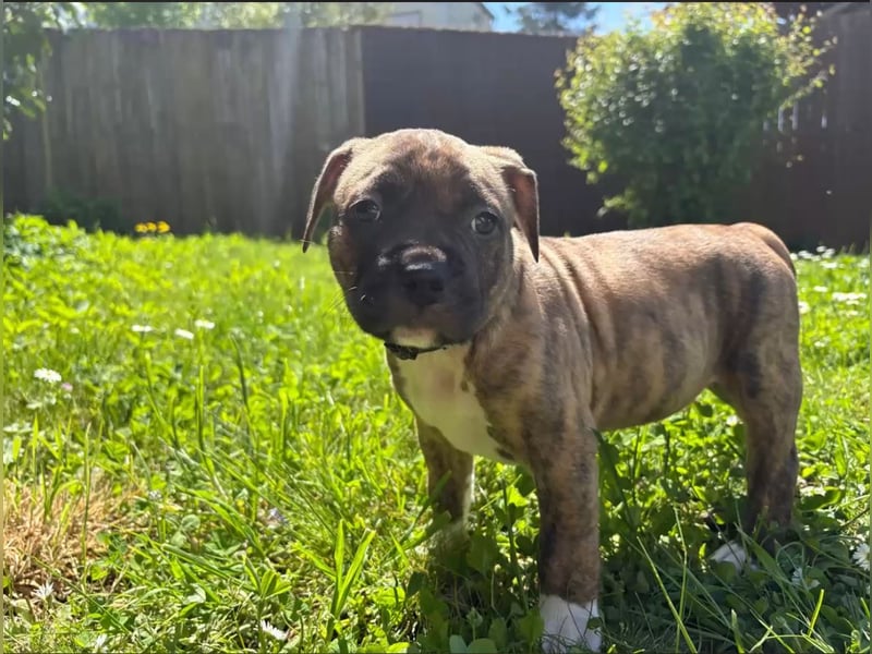 XL Bully Mischlingswelpen