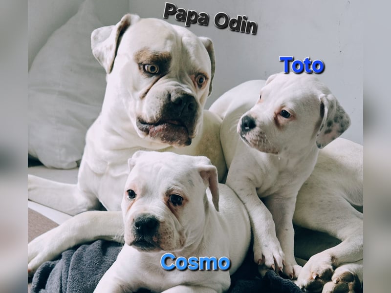 American Bulldog Zwerge aus Hybrid/Standard Verpaarung ab sofort , www.cocodin-bulls.de