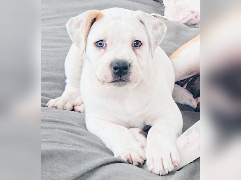 American Bulldog Zwerge aus Hybrid/Standard Verpaarung ab sofort , www.cocodin-bulls.de
