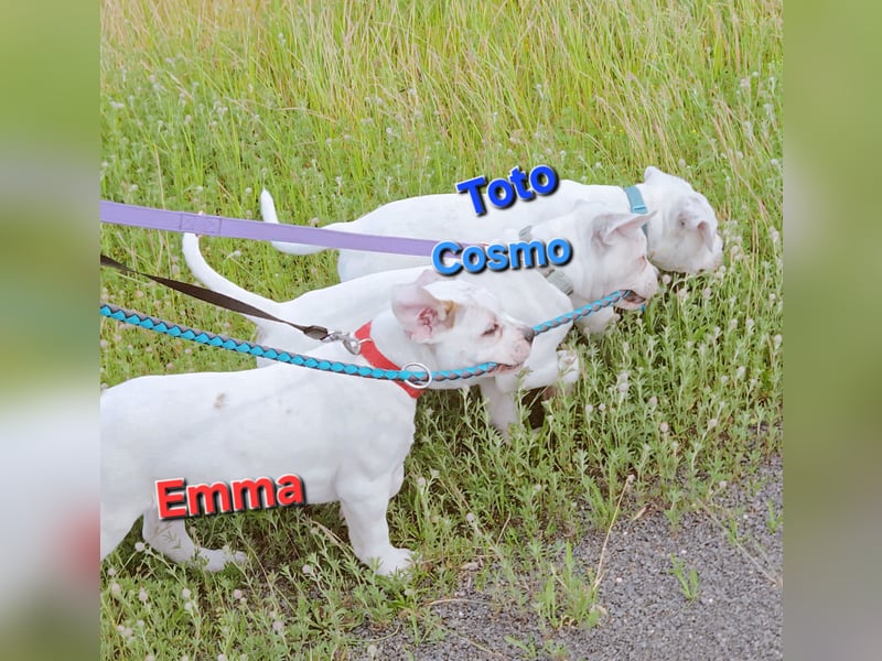 American Bulldog Zwerge aus Hybrid/Standard Verpaarung ab sofort , www.cocodin-bulls.de