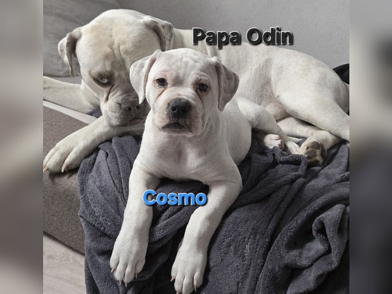 American Bulldog Zwerge aus Hybrid/Standard Verpaarung ab sofort , www.cocodin-bulls.de