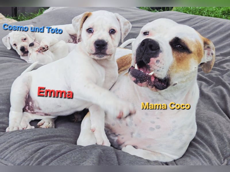 American Bulldog Zwerge aus Hybrid/Standard Verpaarung ab sofort , www.cocodin-bulls.de