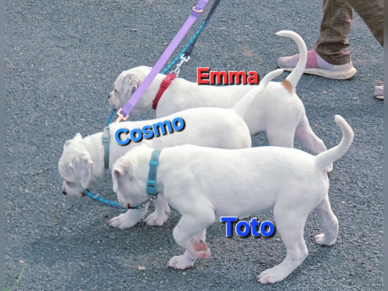 American Bulldog Zwerge aus Hybrid/Standard Verpaarung ab sofort , www.cocodin-bulls.de