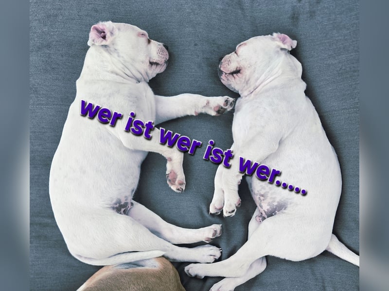 American Bulldog Zwerge aus Hybrid/Standard Verpaarung ab sofort , www.cocodin-bulls.de