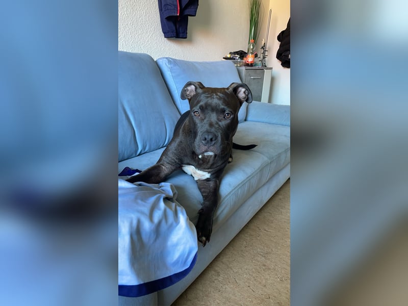 Ich suche Für Mein Hund Tyger ein neues Zuhause