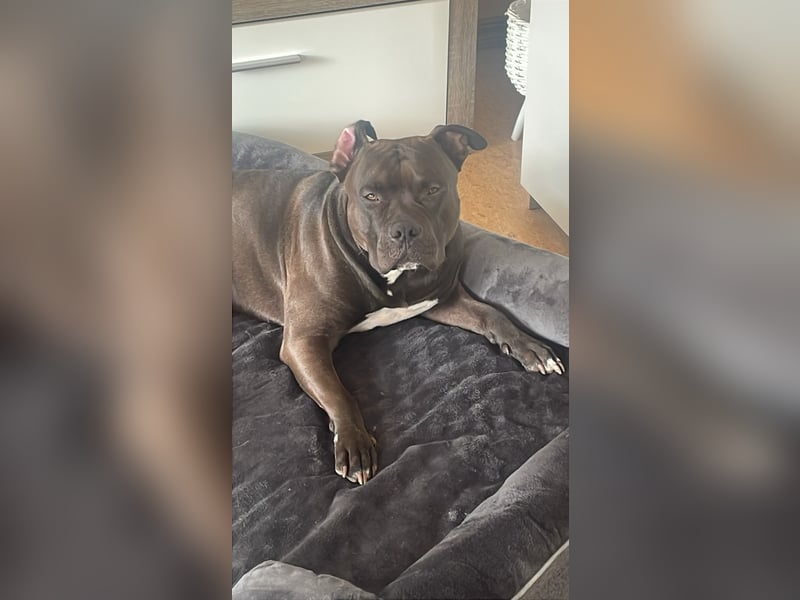 Ich suche Für Mein Hund Tyger ein neues Zuhause