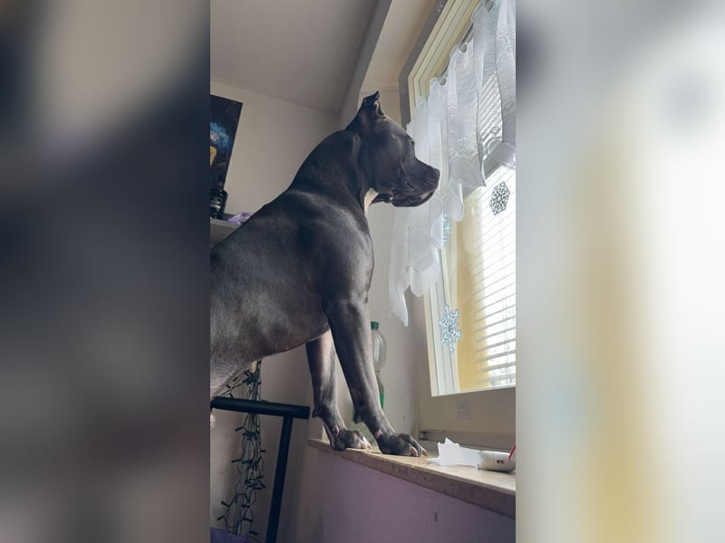 Ich suche Für Mein Hund Tyger ein neues Zuhause