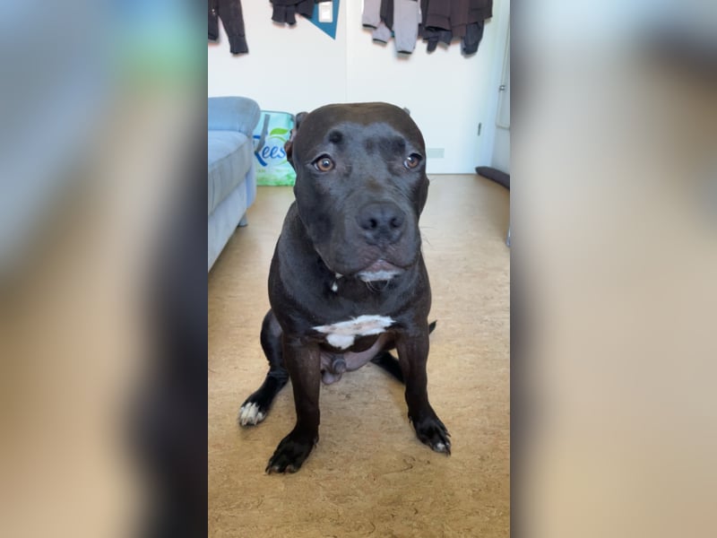 Ich suche Für Mein Hund Tyger ein neues Zuhause