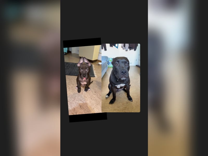 Ich suche Für Mein Hund Tyger ein neues Zuhause