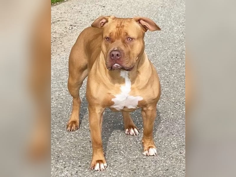 American Bully XXL Rüde sucht ein liebevolles Zuhause