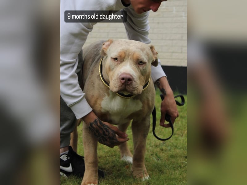 American Bully XXL Rüde sucht ein liebevolles Zuhause