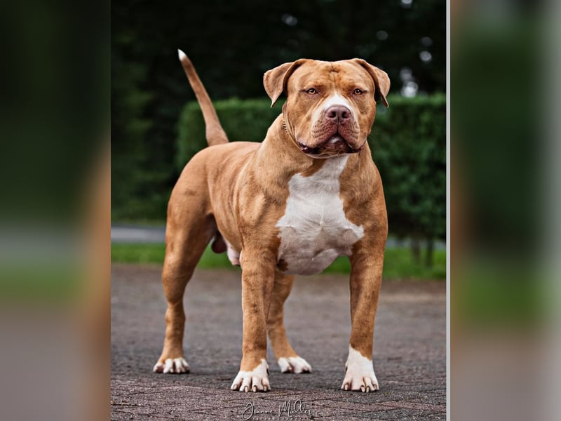 American Bully XXL Rüde sucht ein liebevolles Zuhause