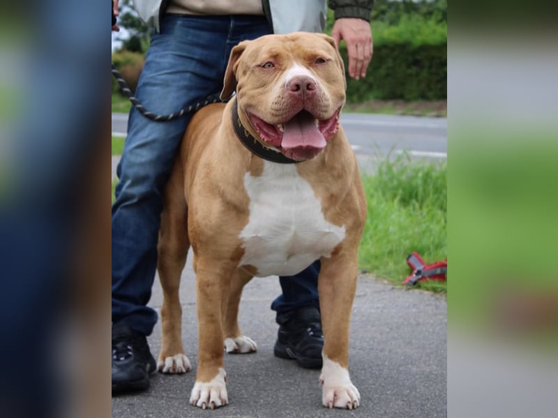 American Bully XXL Rüde sucht ein liebevolles Zuhause