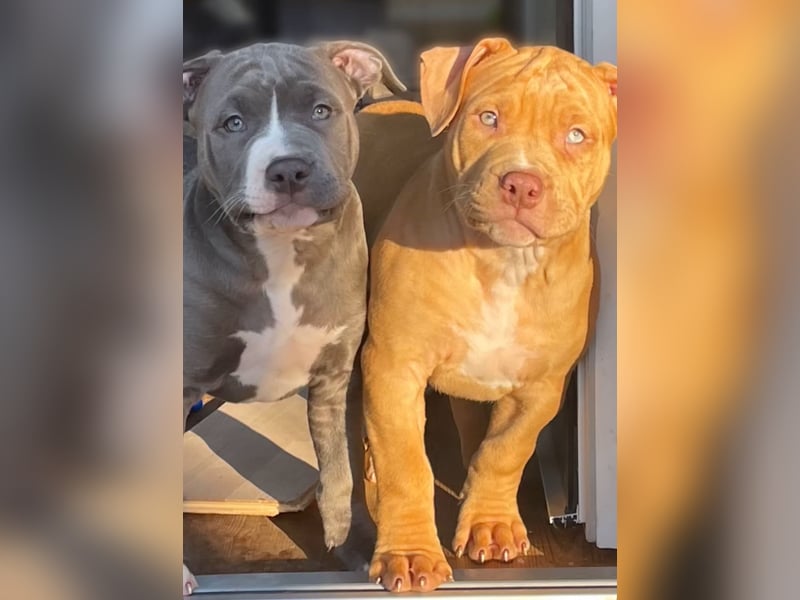 American Bully XXL Rüde sucht ein liebevolles Zuhause