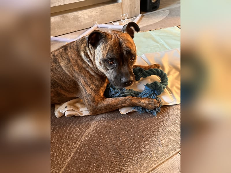 American bully Mix Rüde