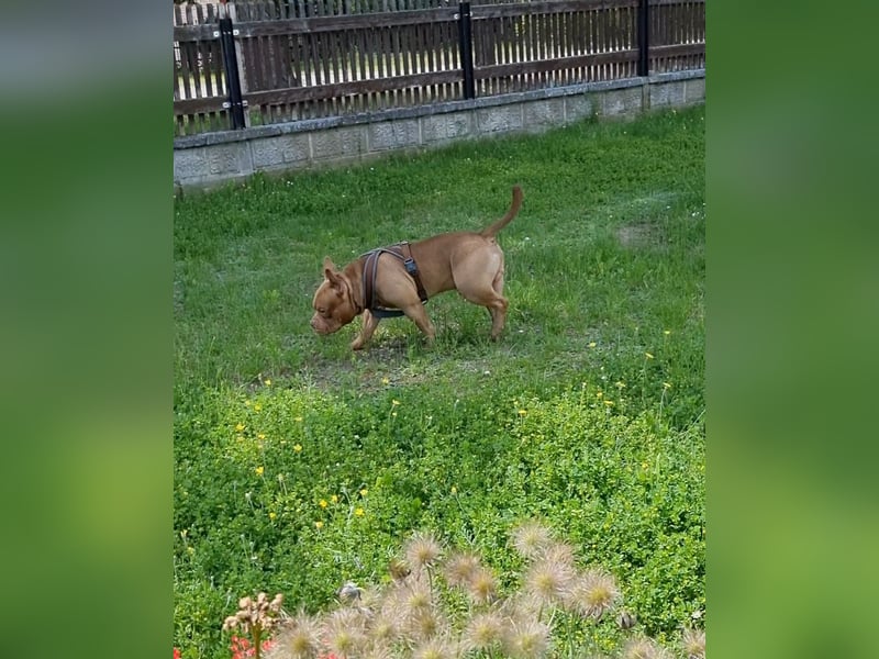 Billie, American bully pocket