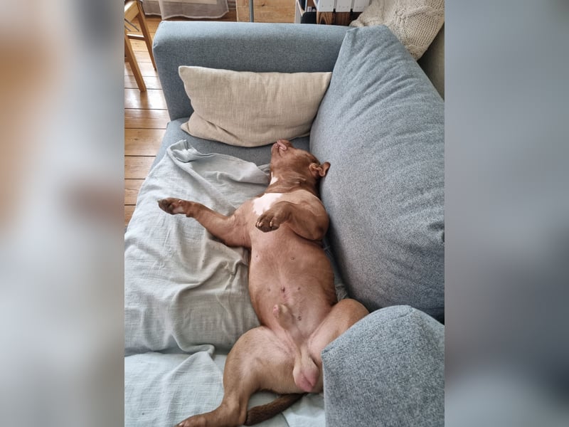Billie, American bully pocket