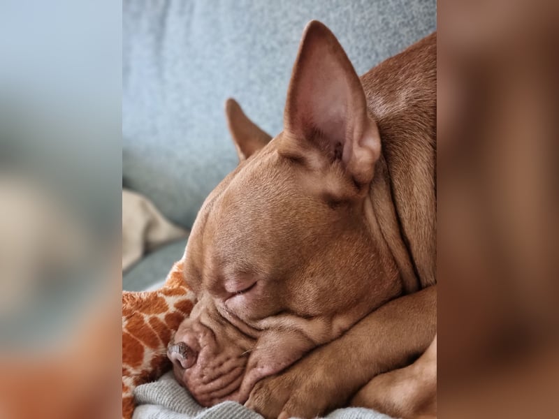 Billie, American bully pocket