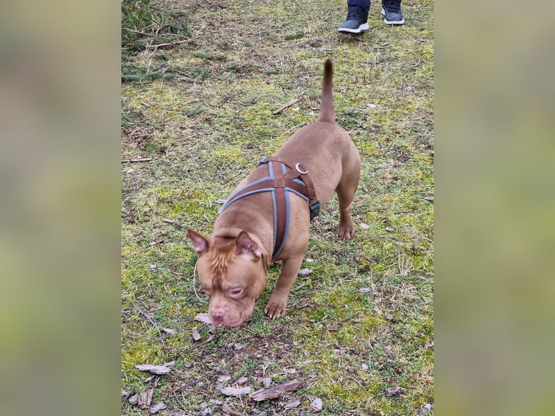 Billie, American bully pocket