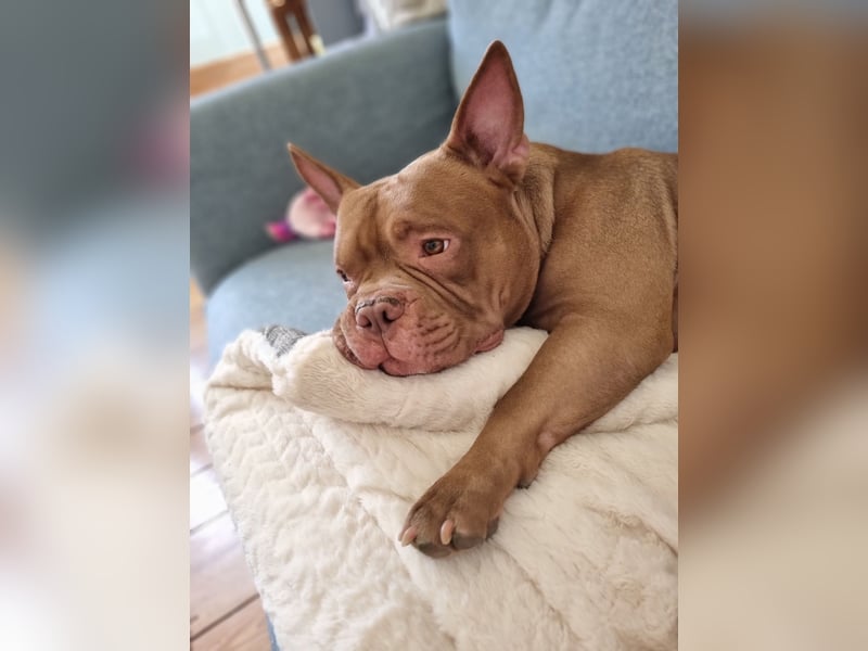 Billie, American bully pocket