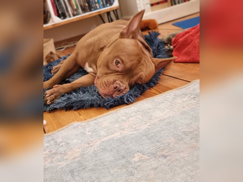 Billie, American bully pocket