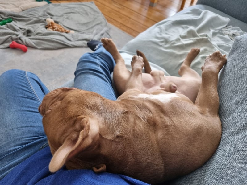Billie, American bully pocket