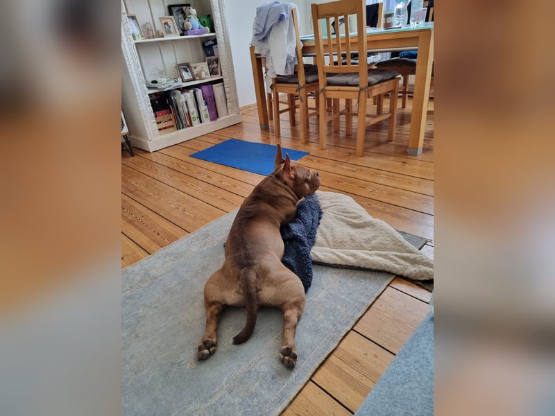 Billie, American bully pocket