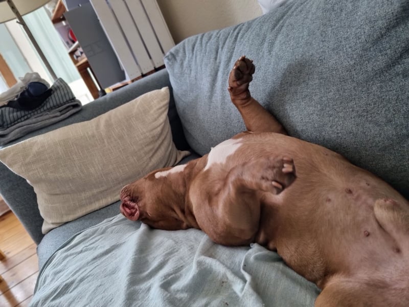 Billie, American bully pocket