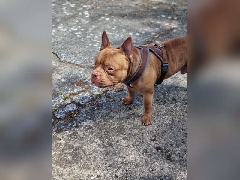 Billie, American bully pocket