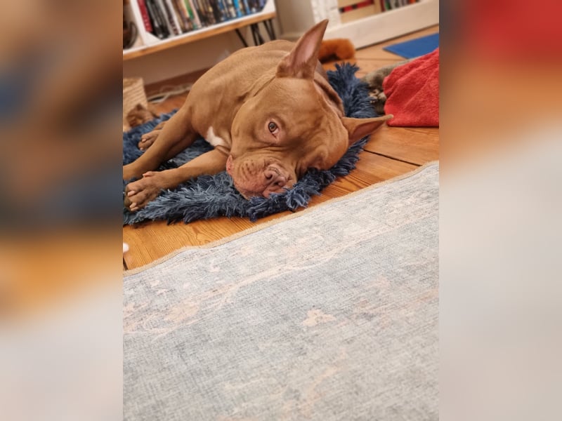 Billie, American bully pocket