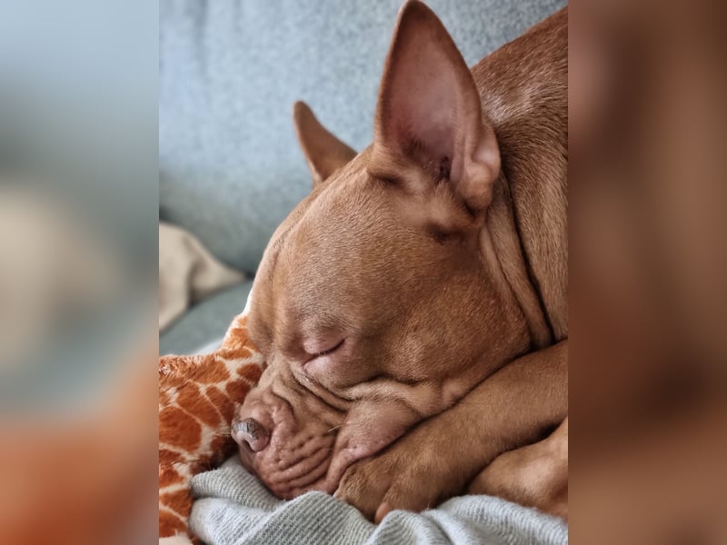 Billie, American bully pocket