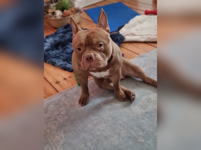 Billie, American bully pocket
