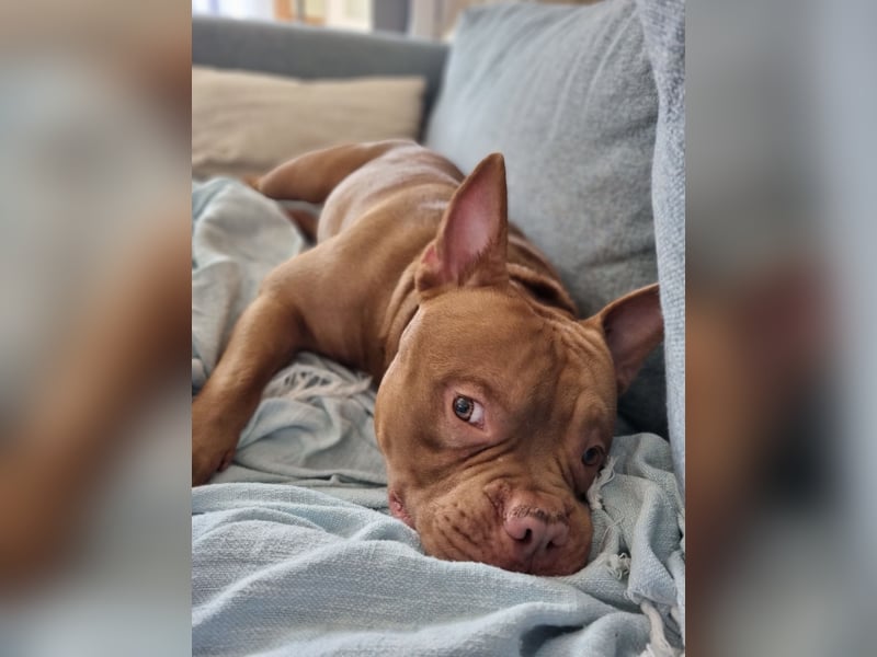 Billie, American bully pocket