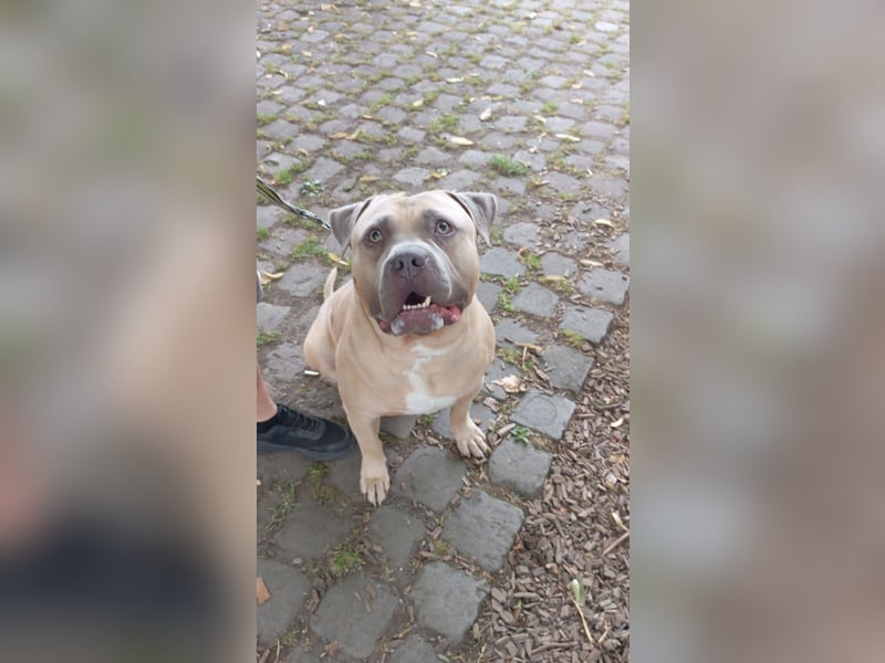 American bully xl