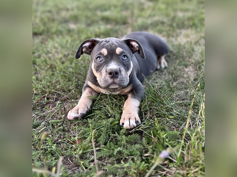 American Bully – Top quality puppies