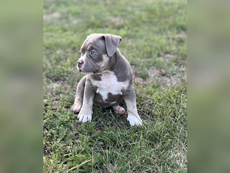 American Bully – Top quality puppies