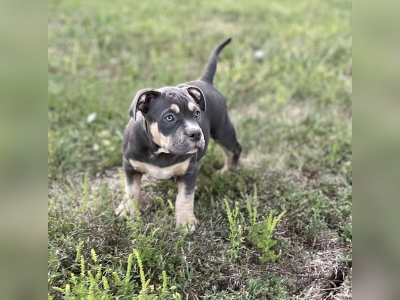 American Bully – Top quality puppies