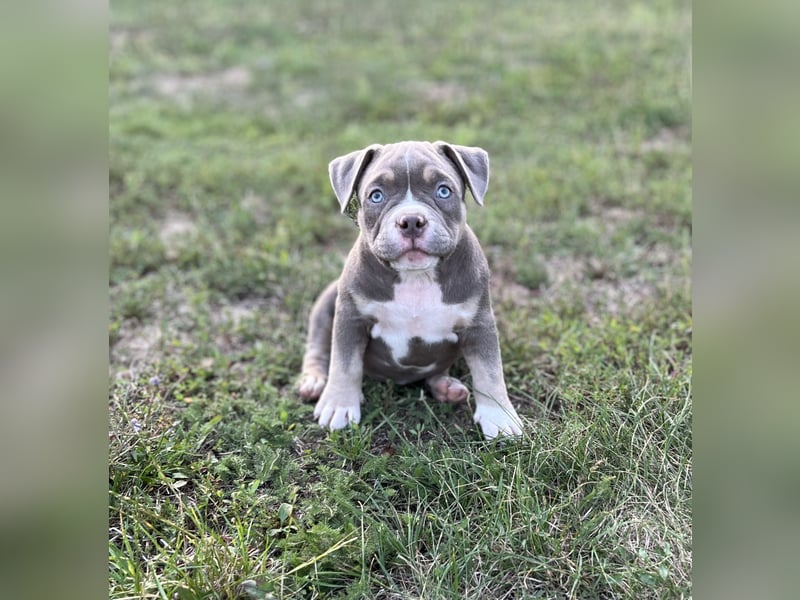 American Bully – Top quality puppies