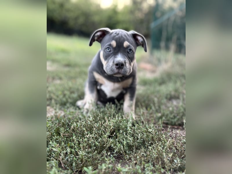 American Bully – Top quality puppies
