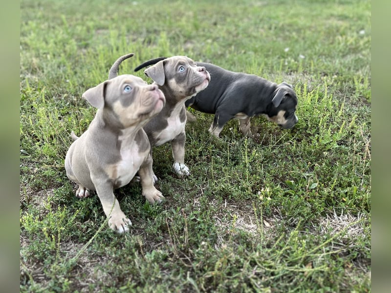 American Bully – Top quality puppies
