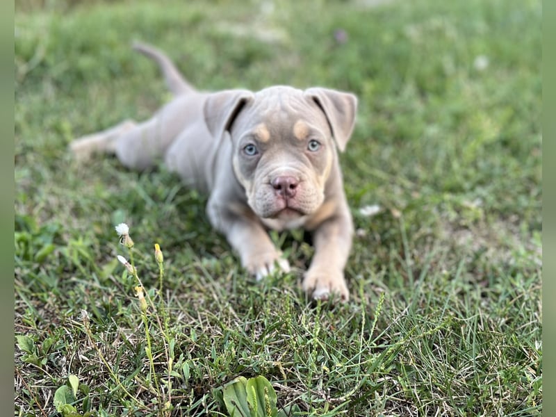American Bully – Top quality puppies