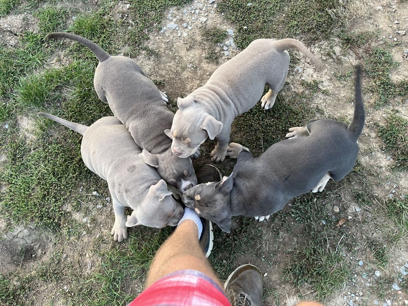 American Bully – Top quality puppies