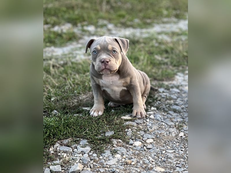 American Bully – Top quality puppies