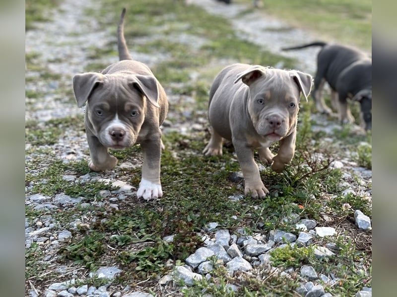 American Bully – Top quality puppies