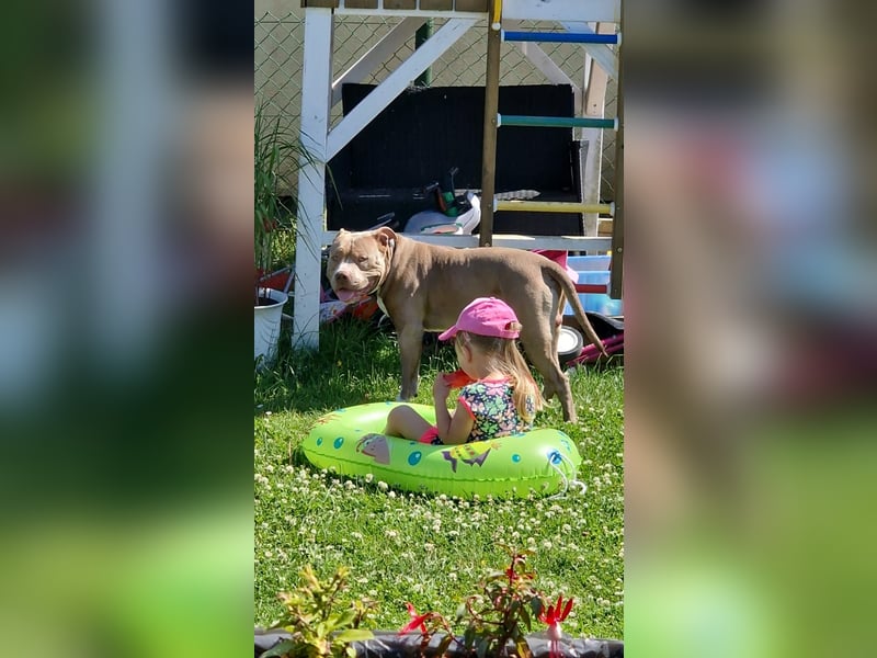 Dringend Neues zu Hause gesucht für American Bully