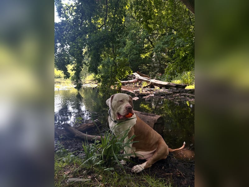 XXL American Bully Hündin